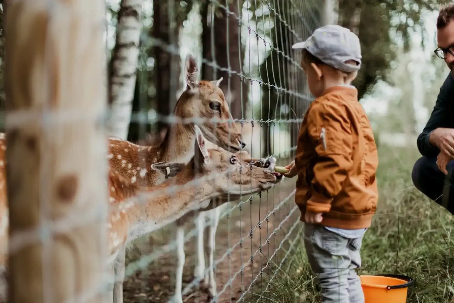 Rodina s dětmi pozorující žirafy v zoologické zahradě